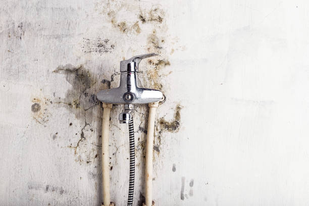Best Affordable Mold Removal  in Powdersville, SC