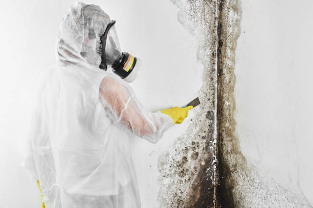 Best Home Mold Removal  in Powdersville, SC